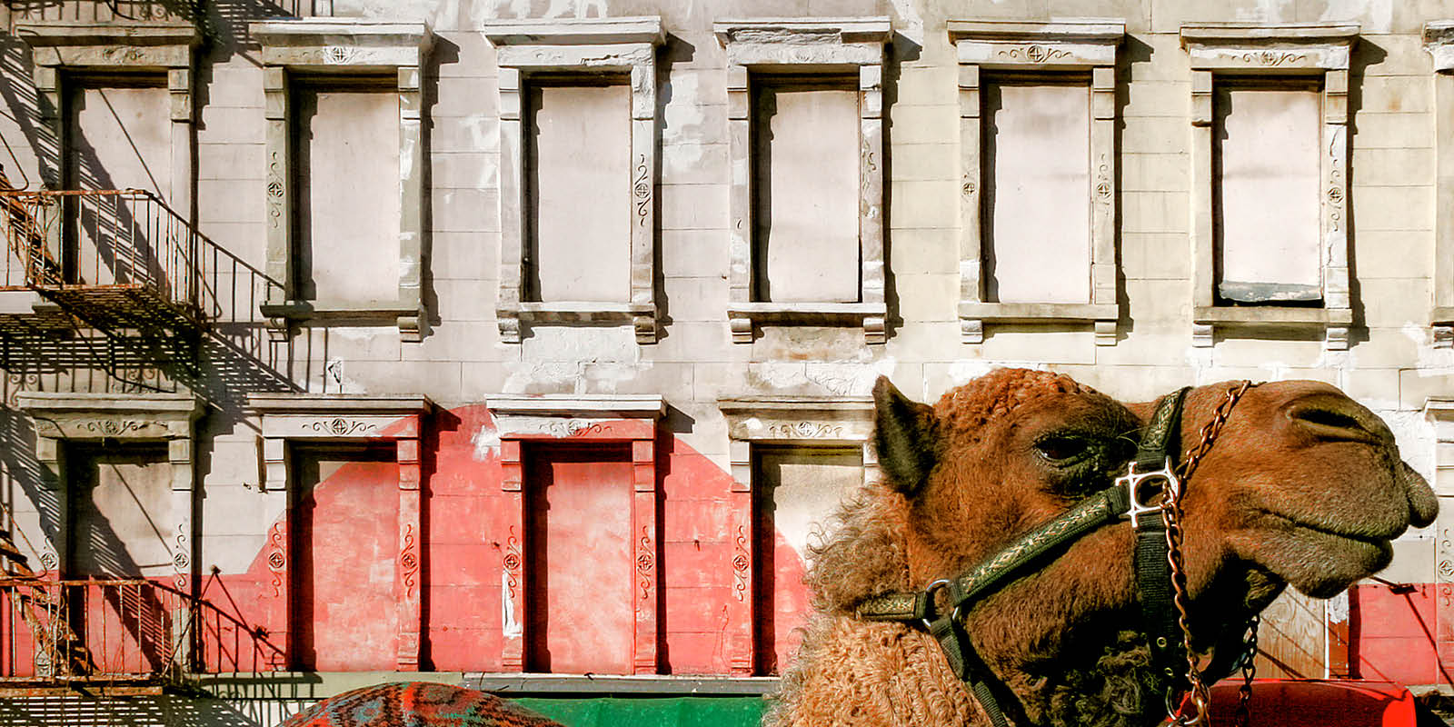 A camel in front of a street building